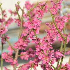 Meruňka japonská 'Beni-shi-dori' - Prunus mume 'Beni-shi-dori'
