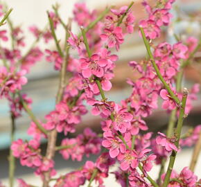 Meruňka japonská 'Beni-shi-dori' - Prunus mume 'Beni-shi-dori'