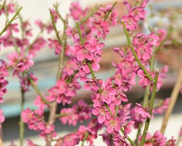 Meruňka japonská 'Beni-shi-dori'