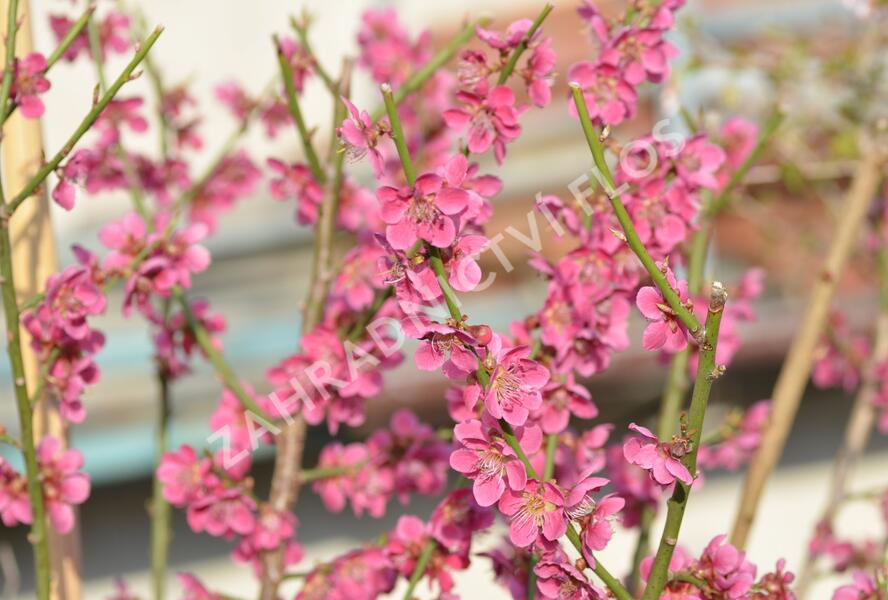 Meruňka japonská 'Beni-shi-dori' - Prunus mume 'Beni-shi-dori'