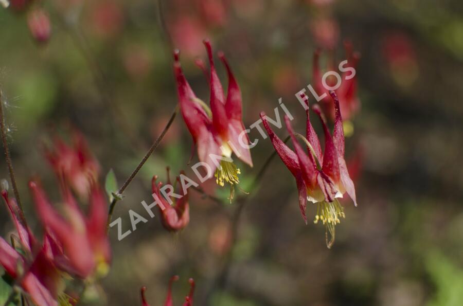 Orlíček kanadský 'Little Lanterns' - Aquilegia canadensis 'Little Lanterns'