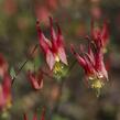 Orlíček kanadský 'Little Lanterns' - Aquilegia canadensis 'Little Lanterns'