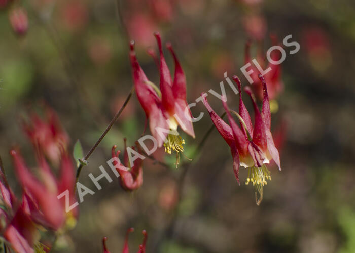 Orlíček kanadský 'Little Lanterns' - Aquilegia canadensis 'Little Lanterns'