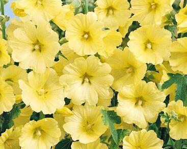 Topolovka růžová 'Spotlight Sunshine'