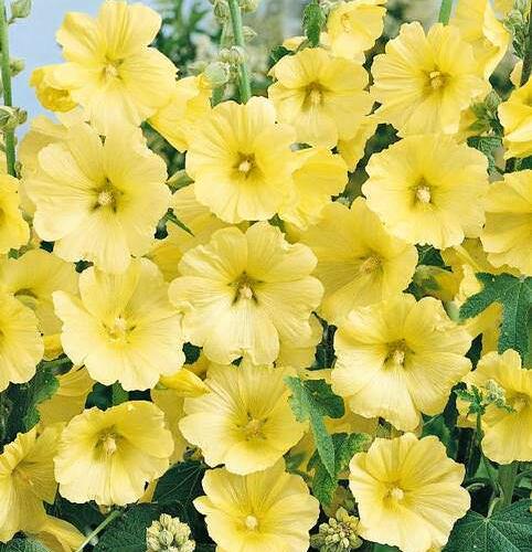 Topolovka růžová 'Spotlight Sunshine' - Alcea rosea 'Spotlight Sunshine'