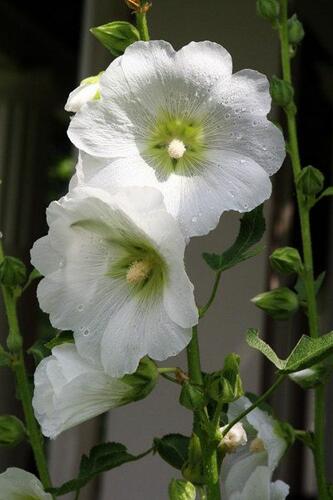 Topolovka růžová 'Spotlight Polarstar' - Alcea rosea 'Spotlight Polarstar'