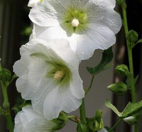 Topolovka růžová 'Spotlight Polarstar' - Alcea rosea 'Spotlight Polarstar'