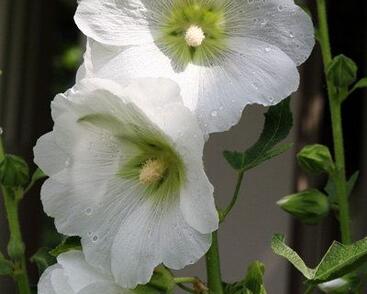 Topolovka růžová 'Spotlight Polarstar'