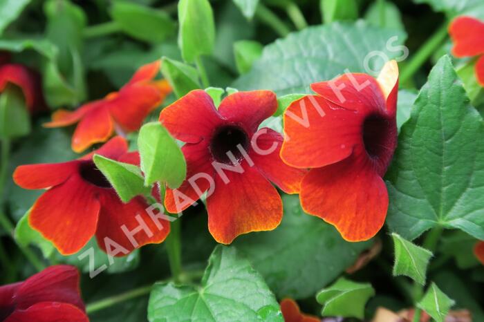 Smatavka, thunbergie 'Brownie' - Thunbergia alata 'Brownie'