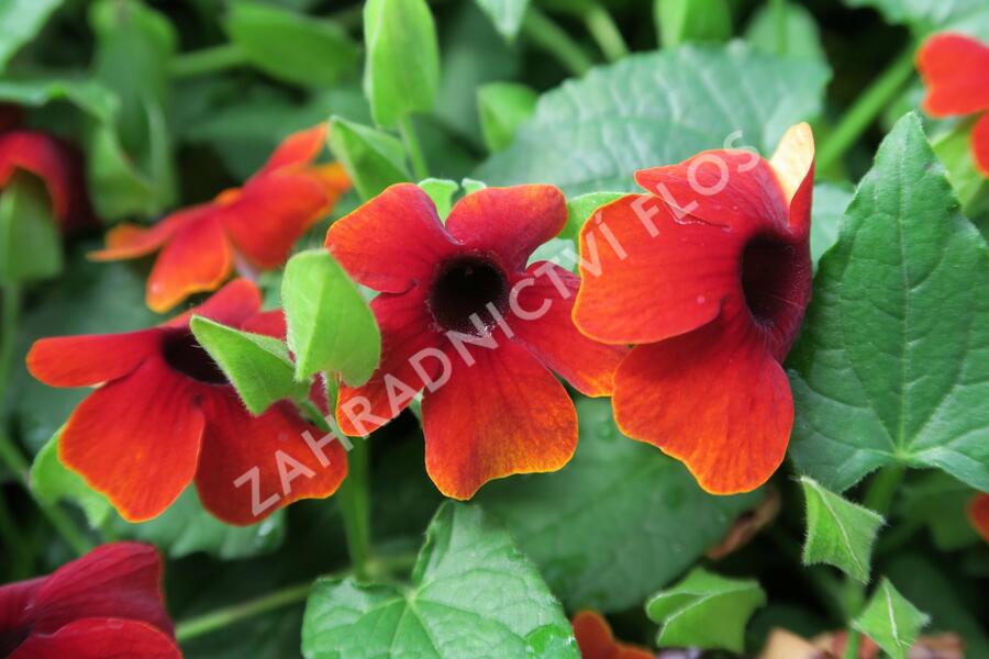 Smatavka, thunbergie 'Brownie' - Thunbergia alata 'Brownie'