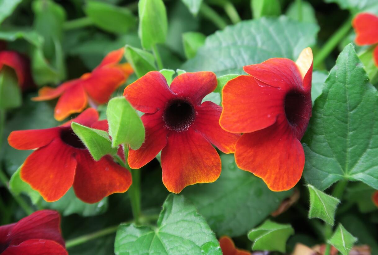 Smatavka, thunbergie 'Brownie' - Thunbergia alata 'Brownie'