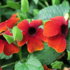 Smatavka, thunbergie 'Brownie' - Thunbergia alata 'Brownie'