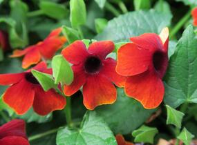 Smatavka, thunbergie 'Brownie' - Thunbergia alata 'Brownie'