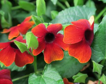 Smatavka, thunbergie 'Brownie'