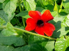 Smatavka, thunbergie 'Brownie' - Thunbergia alata 'Brownie'
