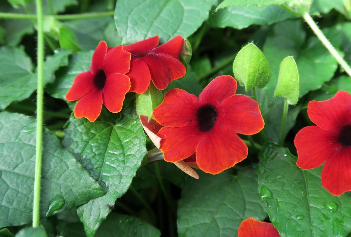 Smatavka, thunbergie 'Brownie' - Thunbergia alata 'Brownie'