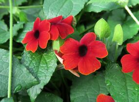 Smatavka, thunbergie 'Brownie' - Thunbergia alata 'Brownie'