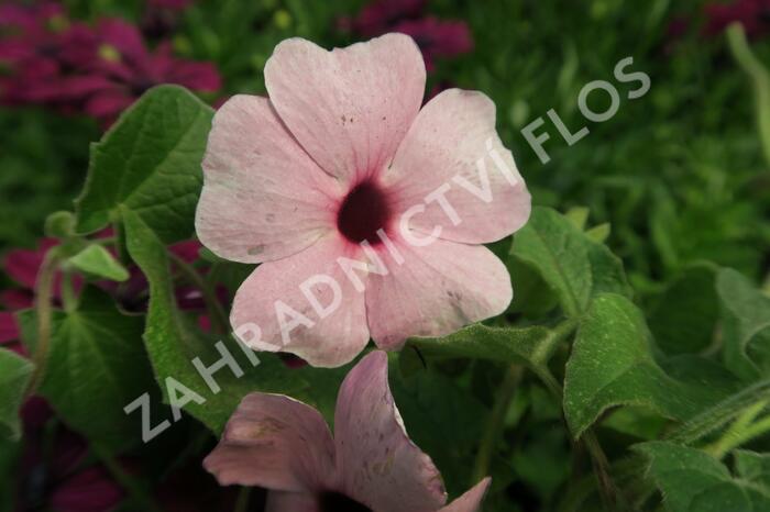 Smatavka, thunbergie křídlatá 'Arizona Rose Sensation' - Thunbergia alata 'Arizona Rose Sensation'