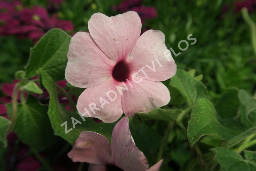 Smatavka, thunbergie křídlatá 'Arizona Rose Sensation' - Thunbergia alata 'Arizona Rose Sensation'