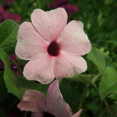Smatavka, thunbergie křídlatá 'Arizona Rose Sensation' - Thunbergia alata 'Arizona Rose Sensation'
