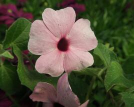 Smatavka, thunbergie křídlatá 'Arizona Rose Sensation'