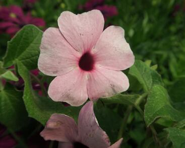Smatavka, thunbergie křídlatá 'Arizona Rose Sensation'