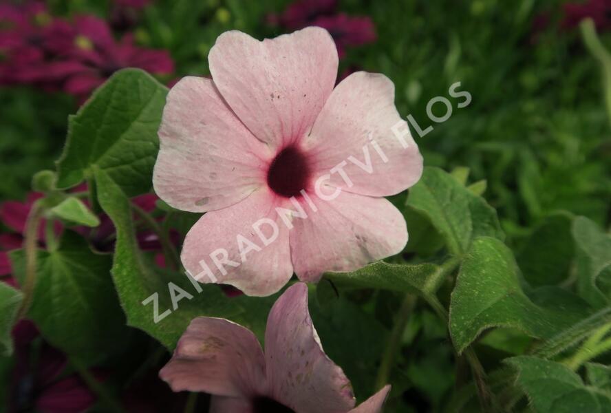 Smatavka, thunbergie křídlatá 'Arizona Rose Sensation' - Thunbergia alata 'Arizona Rose Sensation'