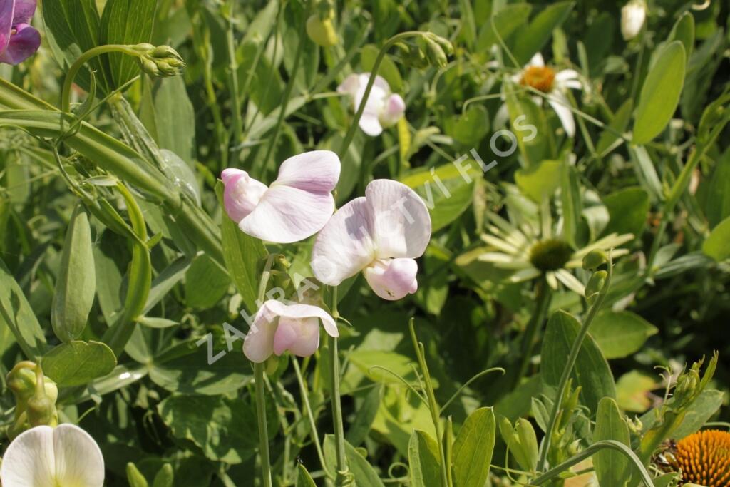 Hrachor širokolistý 'Rosa' - Lathyrus latifolius 'Rosa'