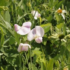 Hrachor širokolistý 'Rosa' - Lathyrus latifolius 'Rosa'