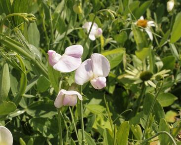 Hrachor širokolistý 'Rosa'