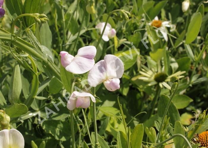Hrachor širokolistý 'Rosa' - Lathyrus latifolius 'Rosa'