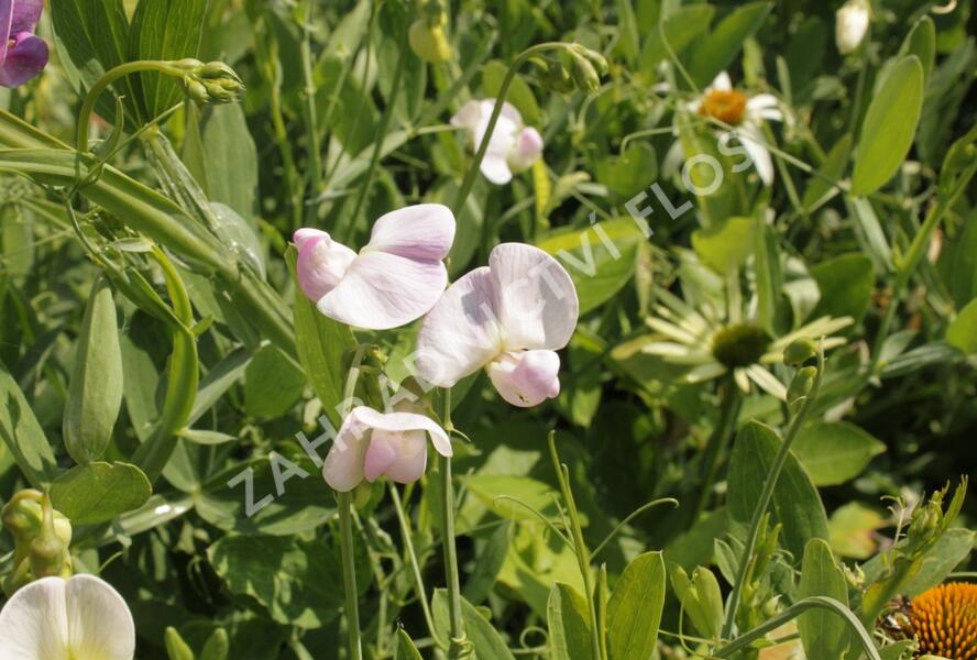 Hrachor širokolistý 'Rosa' - Lathyrus latifolius 'Rosa'
