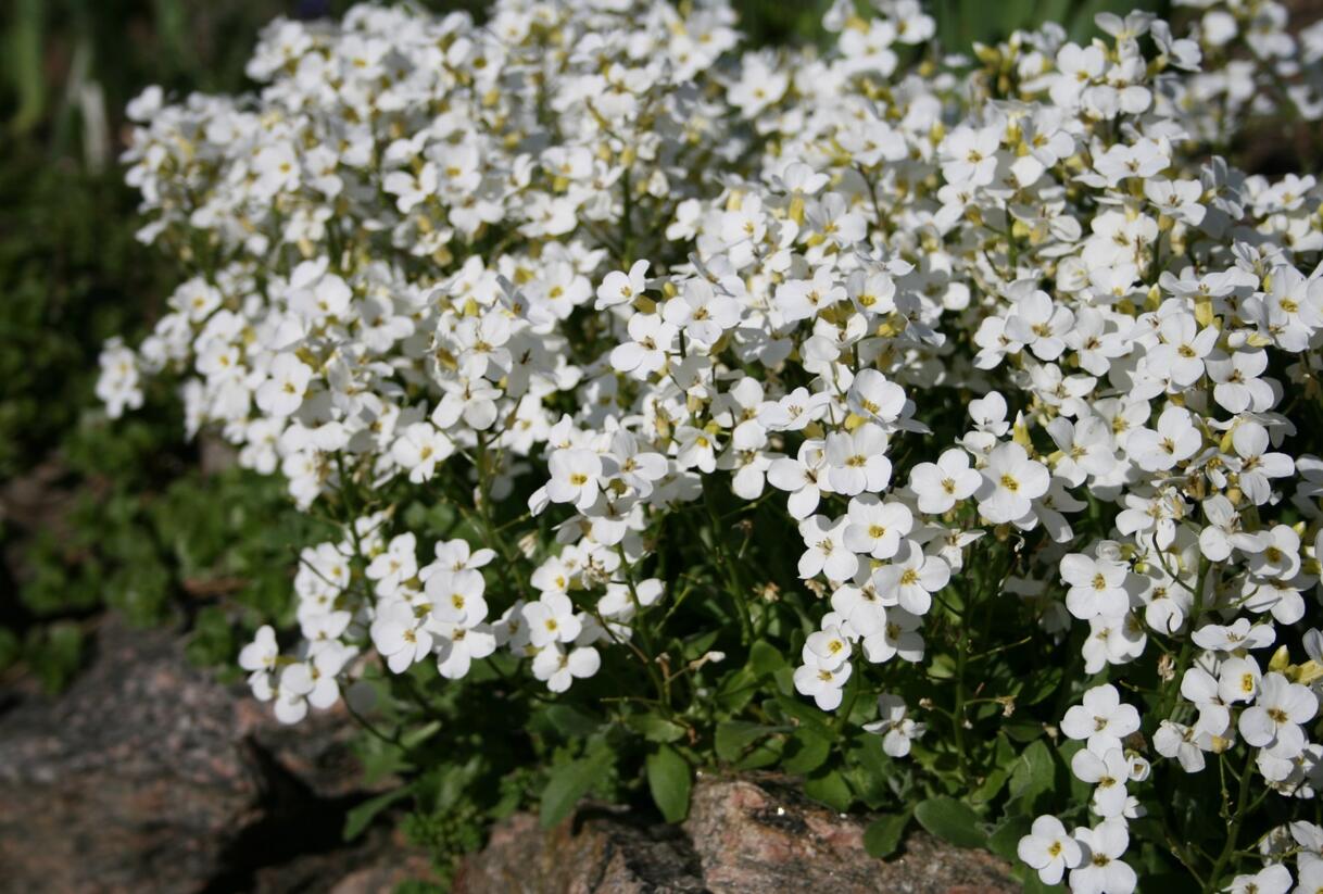 Huseník kavkazský 'Schneeball' - Arabis caucasica 'Schneeball'