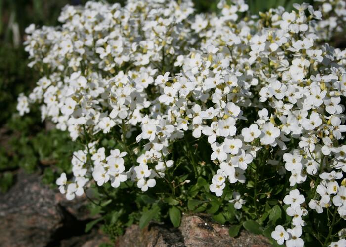 Huseník kavkazský 'Schneeball' - Arabis caucasica 'Schneeball'