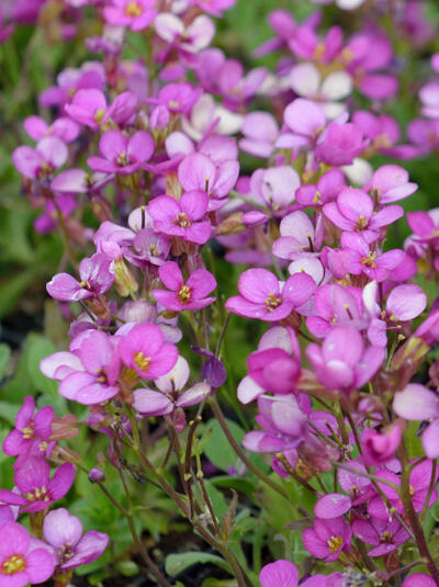 Huseník brvolistý 'Frühlingszauber' - Arabis blepharophylla 'Frühlingszauber'