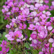 Huseník brvolistý 'Frühlingszauber' - Arabis blepharophylla 'Frühlingszauber'