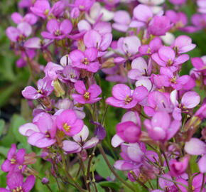 Huseník brvolistý 'Frühlingszauber' - Arabis blepharophylla 'Frühlingszauber'