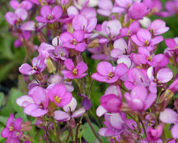 Huseník brvolistý 'Frühlingszauber'