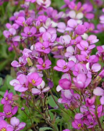 Huseník brvolistý 'Frühlingszauber' - Arabis blepharophylla 'Frühlingszauber'
