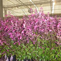 Šalvěj 'Love & Wishes' - Salvia hybrida 'Love & Wishes'