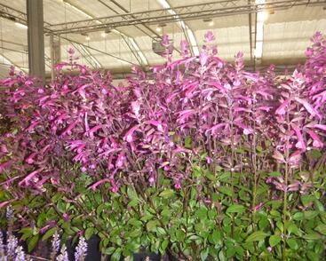 Šalvěj 'Love & Wishes'