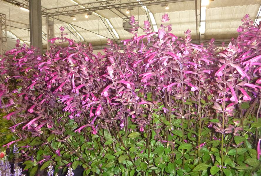 Šalvěj 'Love & Wishes' - Salvia hybrida 'Love & Wishes'