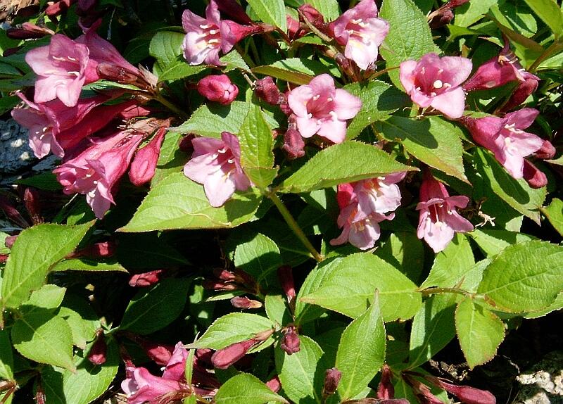 Vajgélie květnatá 'Evita' - Weigela florida 'Evita'