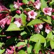 Vajgélie květnatá 'Evita' - Weigela florida 'Evita'