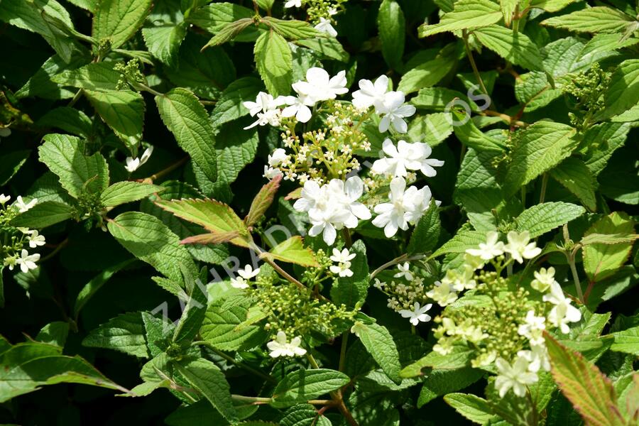 Kalina japonská 'Summer Snowflake' - Viburnum plicatum 'Summer Snowflake'