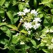 Kalina japonská 'Summer Snowflake' - Viburnum plicatum 'Summer Snowflake'