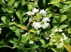 Kalina japonská 'Summer Snowflake' - Viburnum plicatum 'Summer Snowflake'