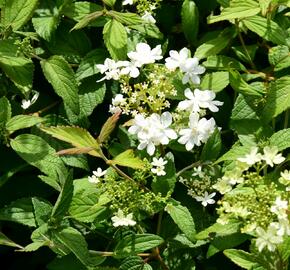 Kalina japonská 'Summer Snowflake' - Viburnum plicatum 'Summer Snowflake'