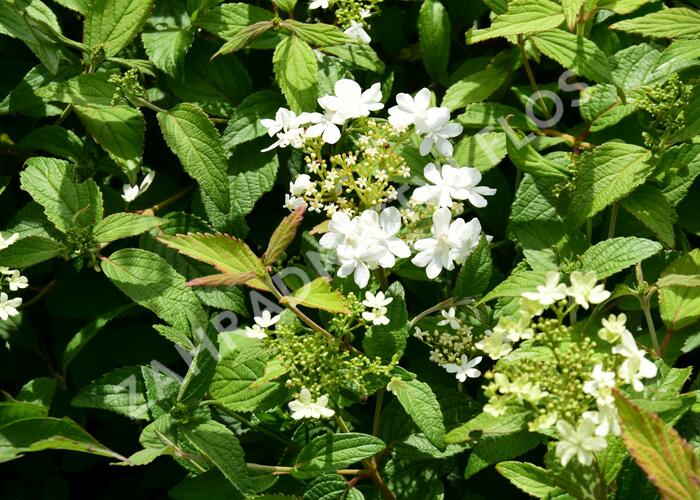 Kalina japonská 'Summer Snowflake' - Viburnum plicatum 'Summer Snowflake'