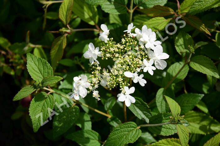 Kalina japonská 'Summer Snowflake' - Viburnum plicatum 'Summer Snowflake'